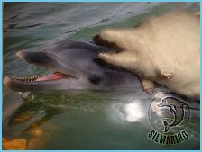 orgonfin_Fino_tvarujeme_usmev