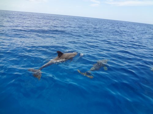 delf n sk kav  oce nsk  forma_mini