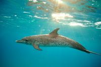 delf n_kapverdsk _minimini_web