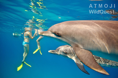 delfin_kapverdsky_s_mladetem_Atmo_w