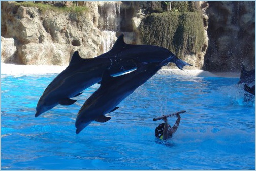 delfini_LoroParque_4211