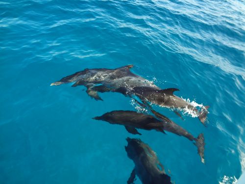 delfini_kapverdsti_mladi_mini_w