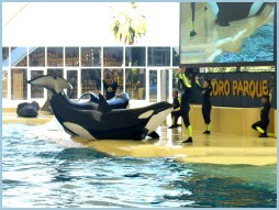 kosatky_LoroParque_4162