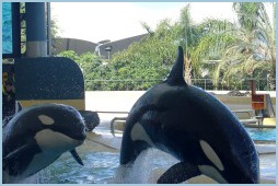 kosatky_LoroParque_4168