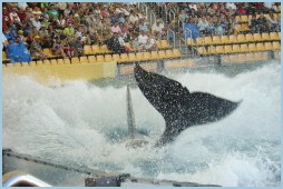 kosatky_show_LoroParque_4167