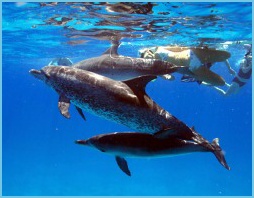 w_Dolphins_and_people_Bimini3
