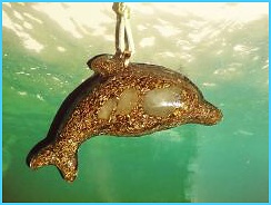 wm_delfinek_akvamarin_karibik