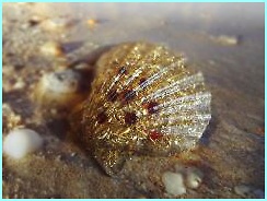 wm_orgonit_muslicka_granatova