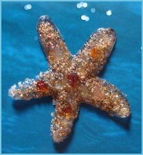 hvezdicka_karneolova