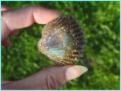 wm_srdcovka_amazonit_fluorit_zlato