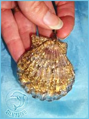 osobni_hrebenatka_ametyst_zlato